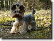 Jorkrsk terier, Yorkshire Terrier,