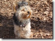 Jorkrsk terier, Yorkshire Terrier,