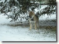 Czechoslovakian wolfdog