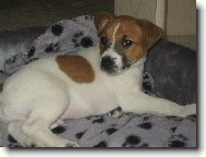 Jack Russell Terrier