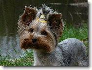 Jorkrsk terier, Yorkshire Terrier,