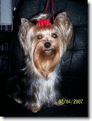 Jorkrsk terier, Yorkshire Terrier,