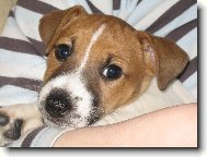 Jack Russell Terrier