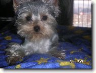 Jorkrsk terier, Yorkshire Terrier,