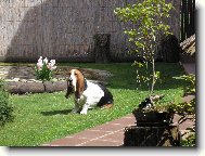 Basset Hound