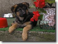 German Shepherd Dog