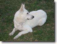 White swiss shepherd dog \\\\\(Dog standard\\\\\)