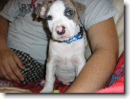 American Staffordshire Terrier