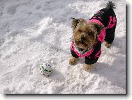 Jorkrsk terier, Yorkshire Terrier,