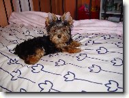 Jorkrsk terier, Yorkshire Terrier,