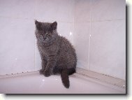 British shorthairs cat