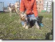 Jorkrsk terier, Yorkshire Terrier,