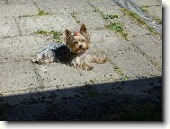 Jorkrsk terier, Yorkshire Terrier,