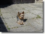 Jorkrsk terier, Yorkshire Terrier,