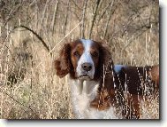 Welsh Springer Spaniel