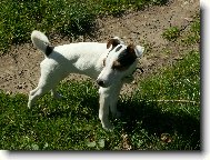 Parson russell terrier \\\\\\\\\\\\\\\\\\\\\(Dog standard\\\\\\\\\\\\\\\\\\\\\)