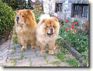 Chow chow \\\\\(Dog standard\\\\\)