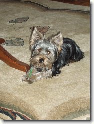 Jorkrsk terier, Yorkshire Terrier,