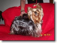 Jorkrsk terier, Yorkshire Terrier,