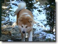 Japanese Akita