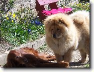 Chow Chow