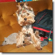 Jorkrsk terier, Yorkshire Terrier,