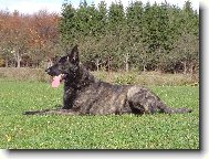 Dutch shepherd dog \\\\\(Dog standard\\\\\)