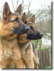 German Shepherd Dog