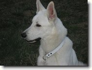 White swiss shepherd dog \\\\\(Dog standard\\\\\)