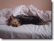 Jorkrsk terier, Yorkshire Terrier,