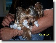 Jorkrsk terier, Yorkshire Terrier,