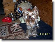 Jorkrsk terier, Yorkshire Terrier,