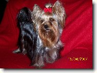 Jorkrsk terier, Yorkshire Terrier,