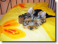 Jorkrsk terier, Yorkshire Terrier,