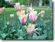 Tulipa