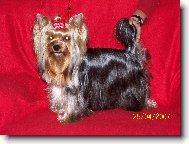 Jorkrsk terier, Yorkshire Terrier,