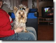 Jorkrsk terier, Yorkshire Terrier,