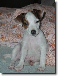 Jack Russell Terrier