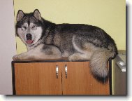 Alaskan malamute \\\\\(Dog standard\\\\\)