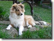 Shetland Sheepdog