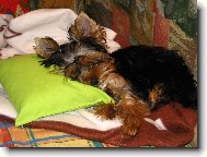 Jorkrsk terier, Yorkshire Terrier,