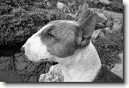 Bull Terrier