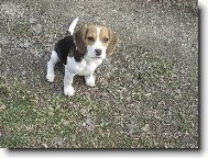 Beagle