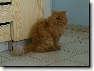 Persian cat