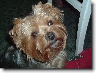 Jorkrsk terier, Yorkshire Terrier,