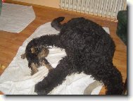 Black Russian Terrier