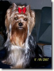 Jorkrsk terier, Yorkshire Terrier,