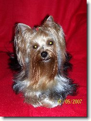 Jorkrsk terier, Yorkshire Terrier,