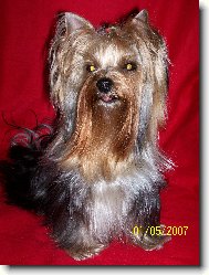 Jorkrsk terier, Yorkshire Terrier,