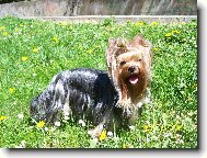 Jorkrsk terier, Yorkshire Terrier,